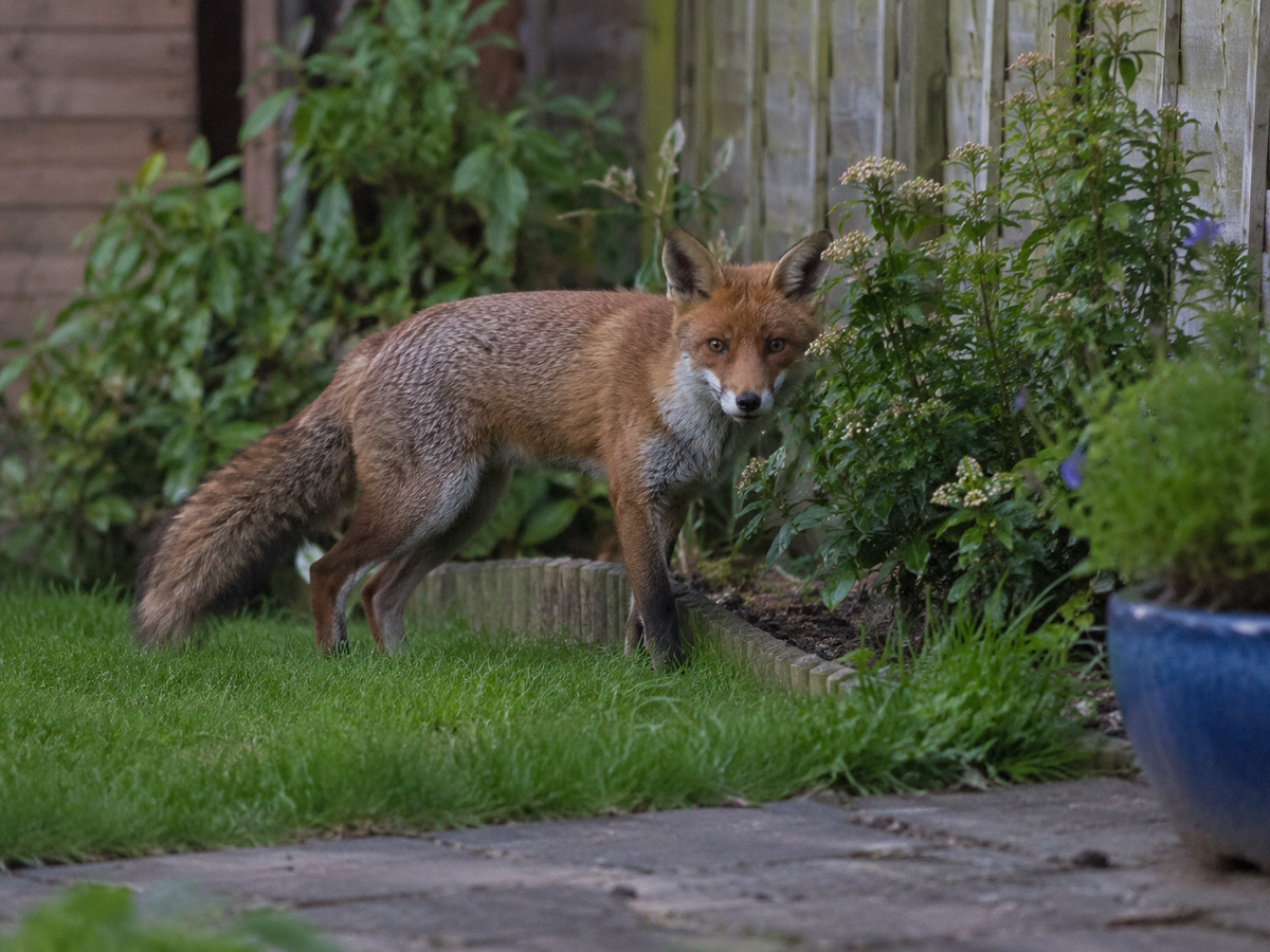 fox deterrent garden
